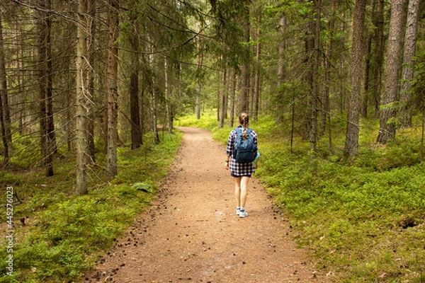Fototapeta one girl with a blue backpack walks along a forest path among tall fir trees.
