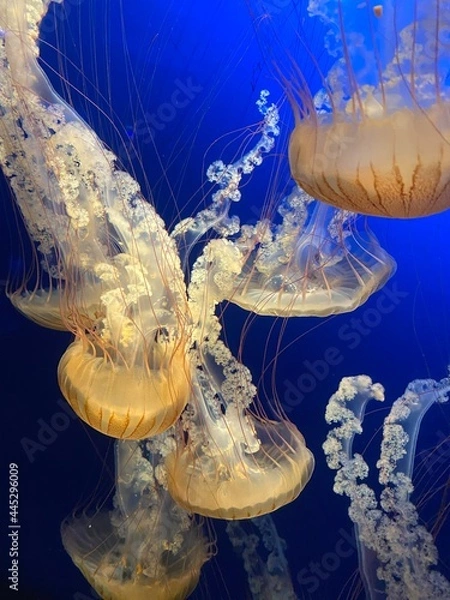 Obraz Under the Surface Jelly Fish