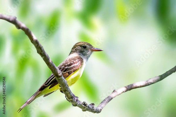 Obraz Great Crested Flycatcher