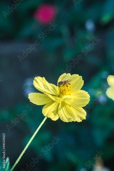 Fototapeta bee on flower