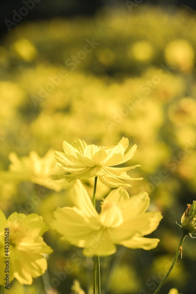 Fototapeta yellow flowers in the garden