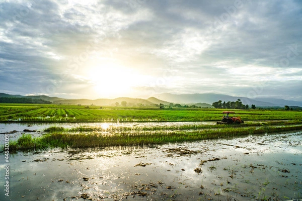 Fototapeta rice field