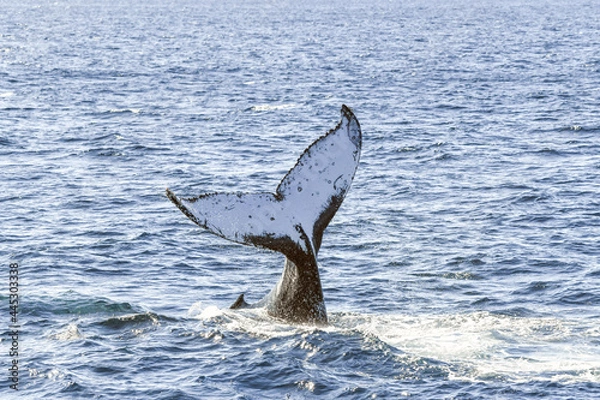 Obraz Whale showing off it’s tail in the ocean.