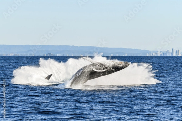 Obraz One whale finishing a breach while surrounded the the splash of another whale’s breach.