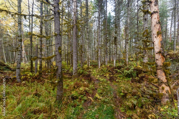 Fototapeta Sikhote-Alin Biosphere Reserve. The nature of the ecological tourist route Arseniev trail. Impassable pristine Far Eastern taiga. The trail runs through a dense forest.