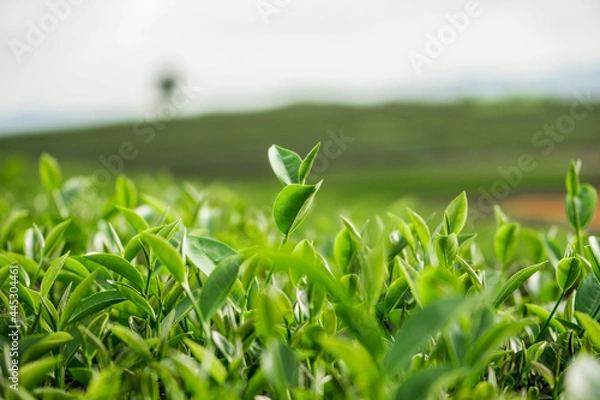 Fototapeta green grass in the morning