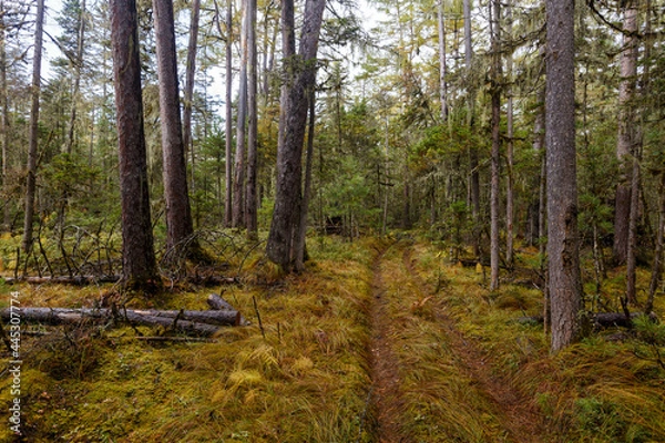 Fototapeta Sikhote-Alin Biosphere Reserve. The nature of the ecological tourist route Arseniev trail. Impassable pristine Far Eastern taiga. The trail runs through a dense forest.