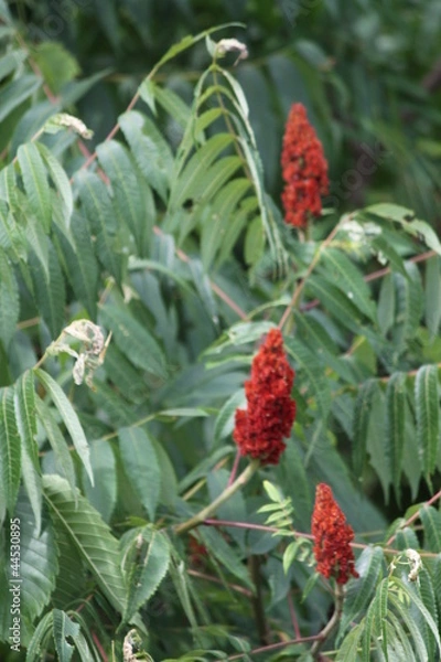 Obraz Sumac, Staghorn