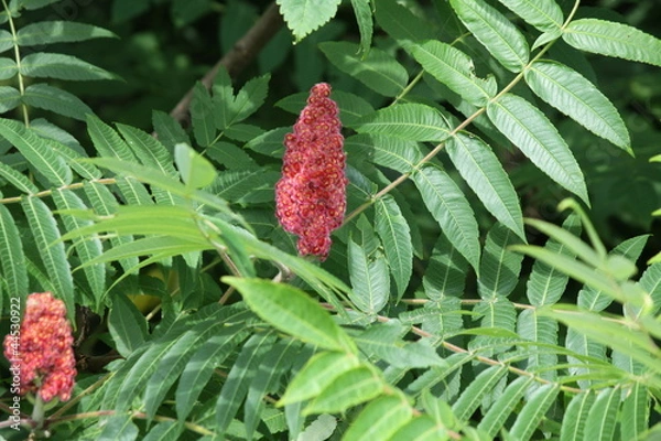 Fototapeta Sumac, Staghorn