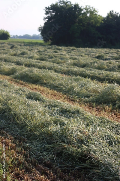 Fototapeta Mowed green wheat and Oat field for animal forage on summer. Wheat and Oat plants cut in rows