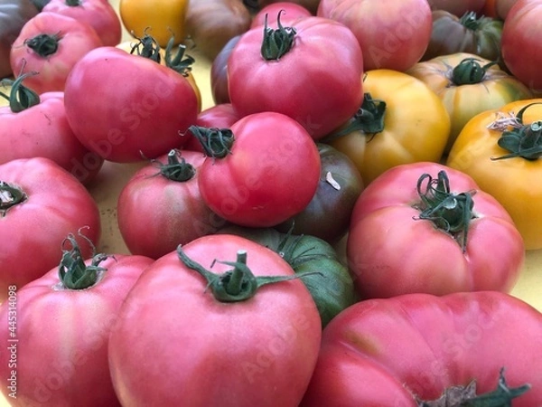 Obraz Beautiful tomatoes in summer, Colorado.