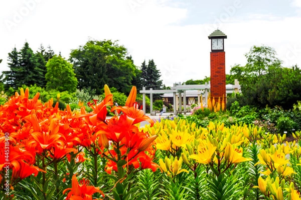 Obraz 百合が原公園 北海道観光 日本