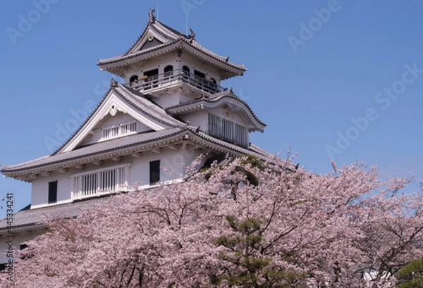 Fototapeta 青空を背景とした満開の桜と長浜城