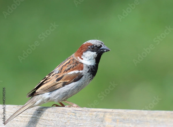 Fototapeta house sparrow	