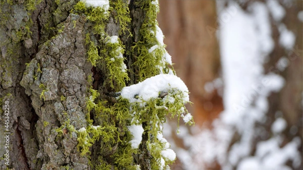Fototapeta moss on tree trunk with snow