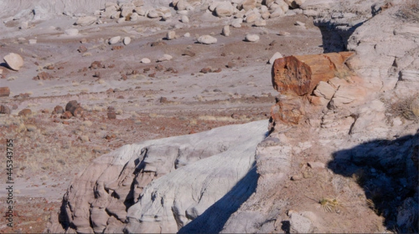 Obraz petrified wood in the desert