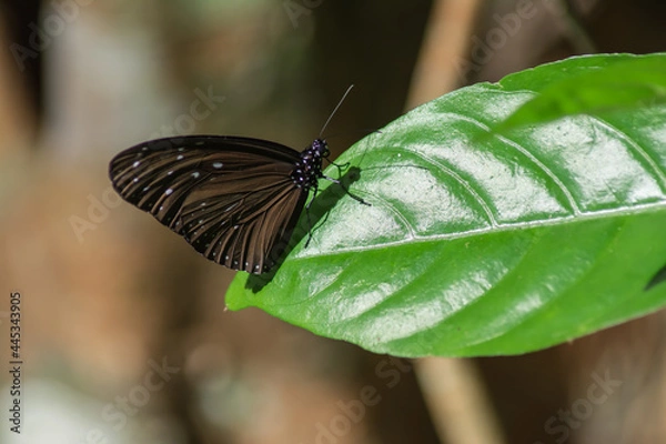 Obraz ที่พักพิง