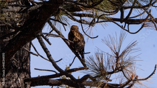 Fototapeta hawk on a tree in the forest, looking away from the camera
