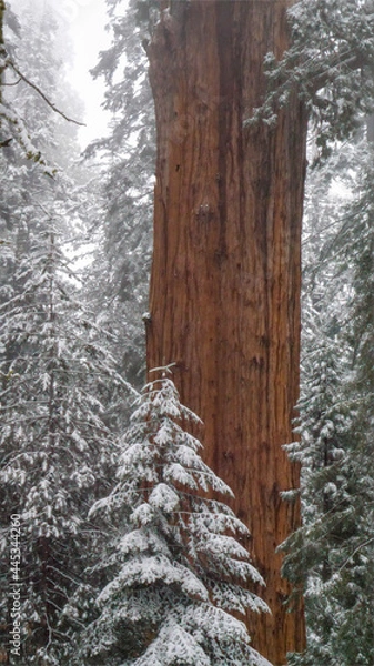Fototapeta snow covered trees