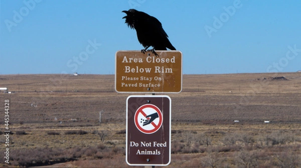 Fototapeta crow on a sign