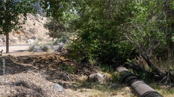 Obraz watering the garden
