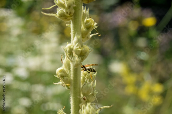 Fototapeta bee on a flower
