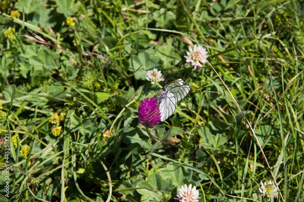 Obraz butterfly on a flower