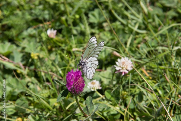 Obraz butterfly on a flower