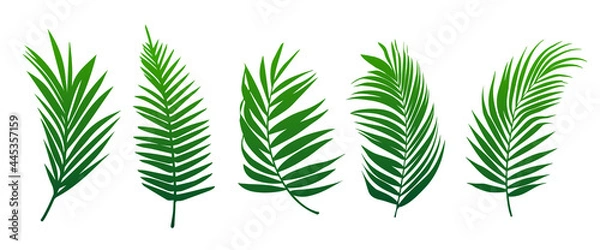 Obraz Beautiful palm tree leaf set green background vector illustration 2.