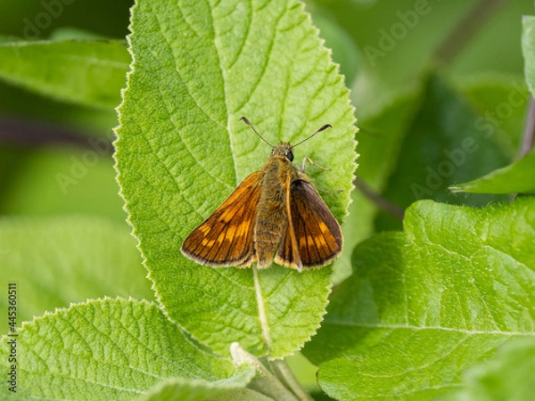 Fototapeta Large Skipper Butterfly Resting on a Leaf