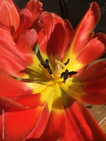 Obraz red and yellow tulip