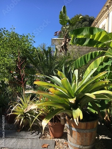 Obraz cactus in the garden