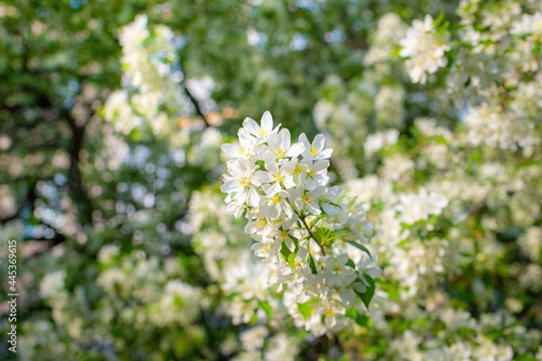 Fototapeta Branch of a blossoming apple tree