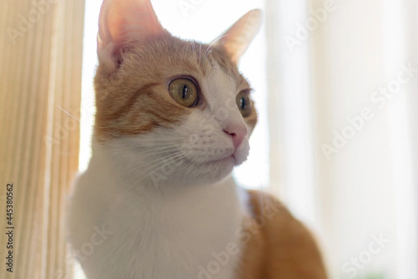 Fototapeta portrait of a cat