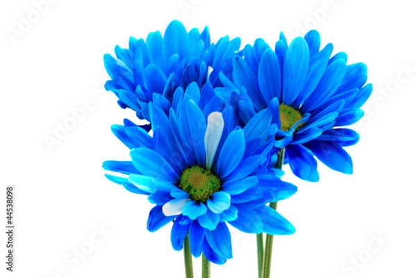 Fototapeta Blue Daisy