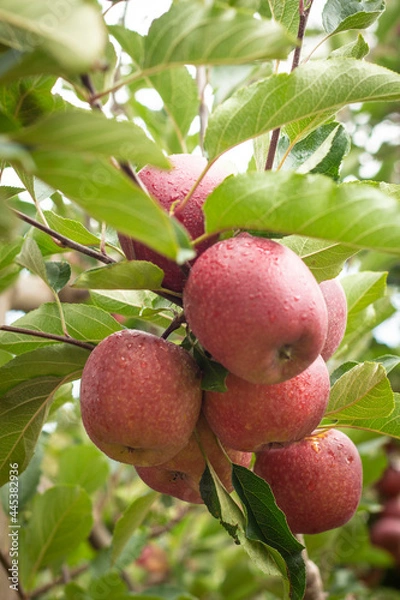 Fototapeta Red Apples hanging in tree