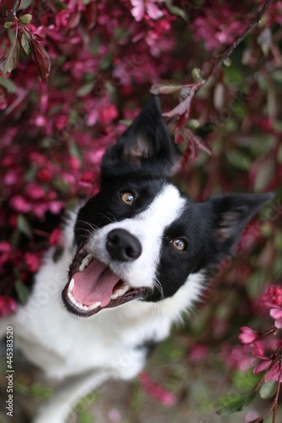 Fototapeta Border Collie