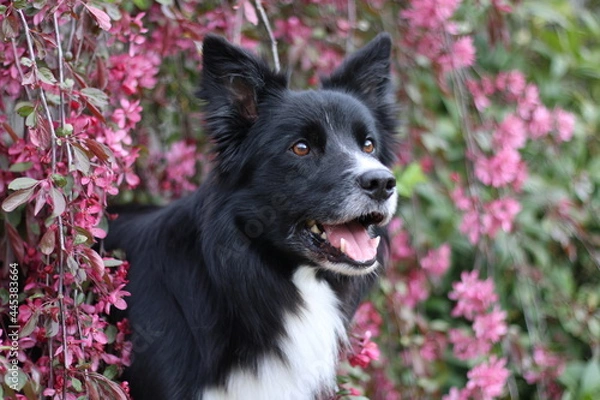 Fototapeta Border Collie