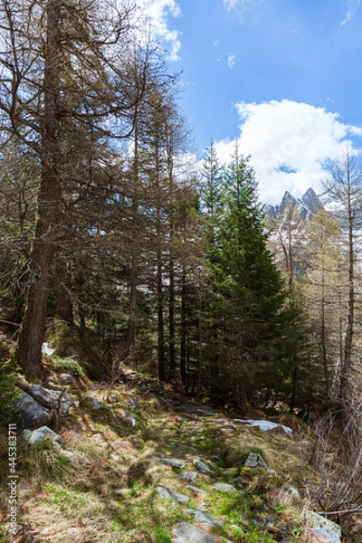 Fototapeta Spring in the woods of Val Masino, in the Italian Alps, near the town of San Martino, Lombardy, Italy - May 2021.