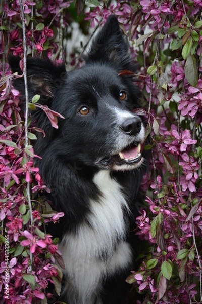 Fototapeta Border Collie