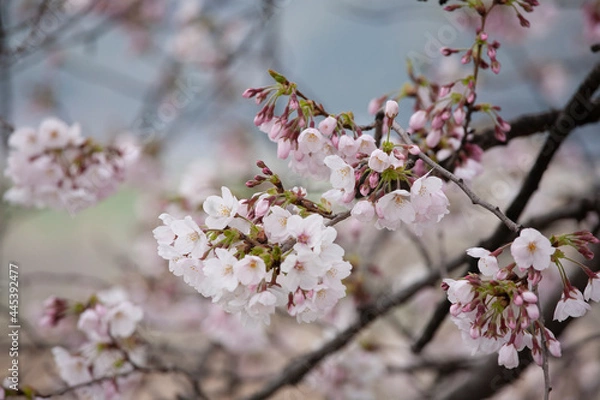 Fototapeta ソメイヨシノ　桜