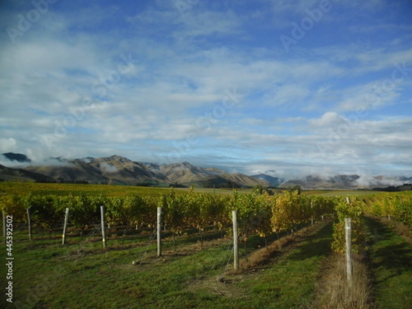 Obraz vineyard in region