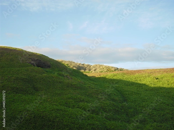 Obraz grass and blue sky