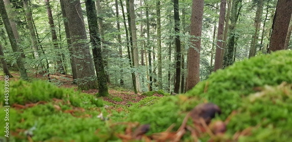 Obraz footpath in the woods