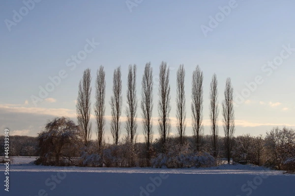 Obraz snow covered trees