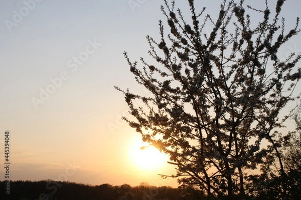 Obraz sunset in the woods