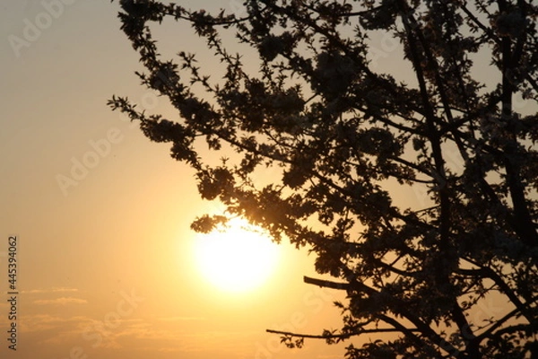 Obraz sunset with tree