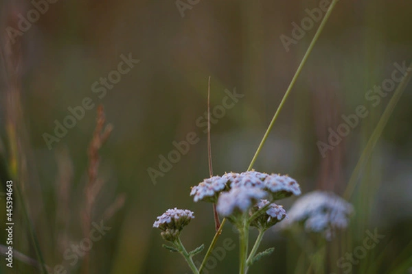 Obraz Grass Ural Field composition