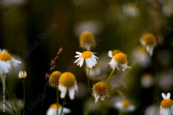 Obraz chamomile Field