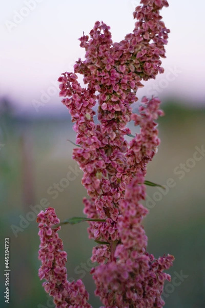 Obraz Rumex crispus